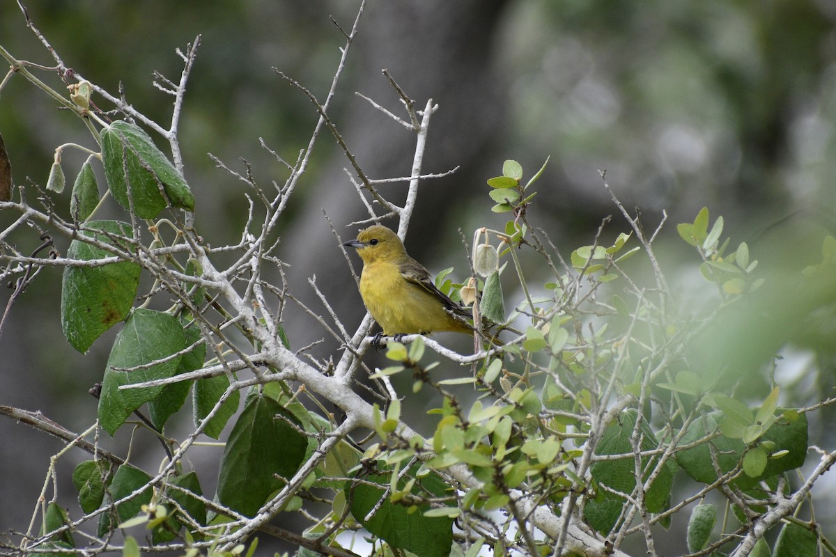Orchard Oriole - ML618662529