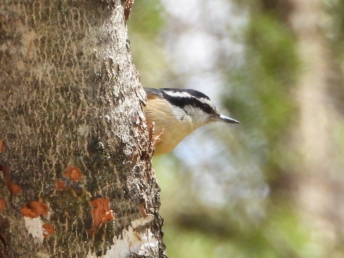 Red-breasted Nuthatch - ML618662532