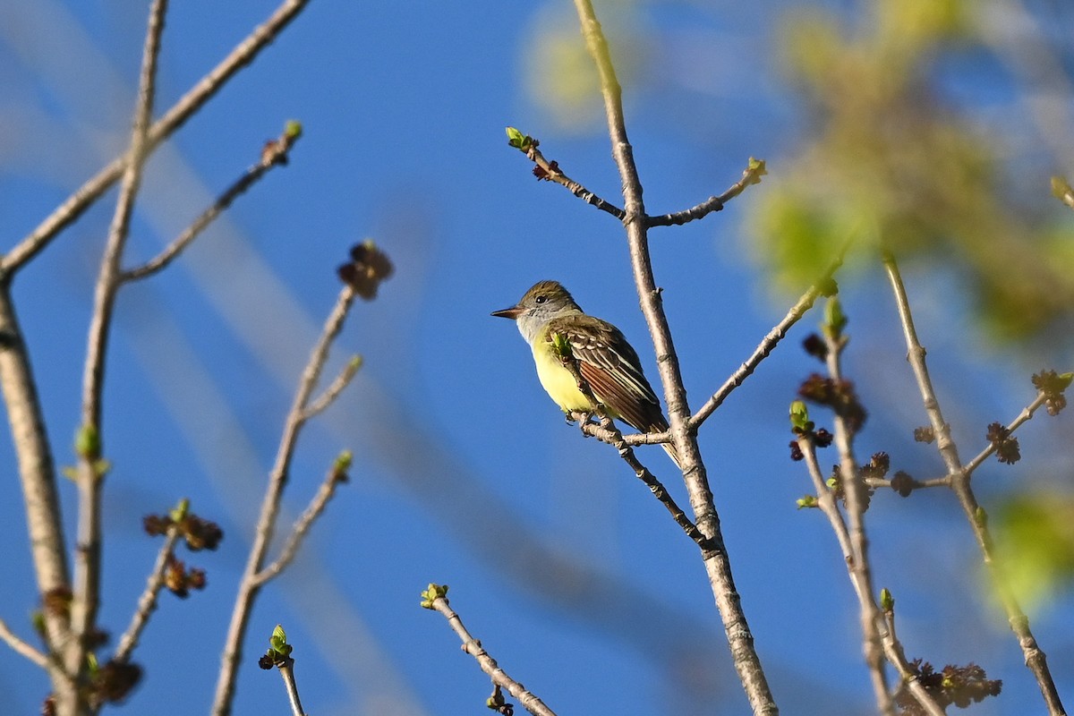 Great Crested Flycatcher - ML618662558