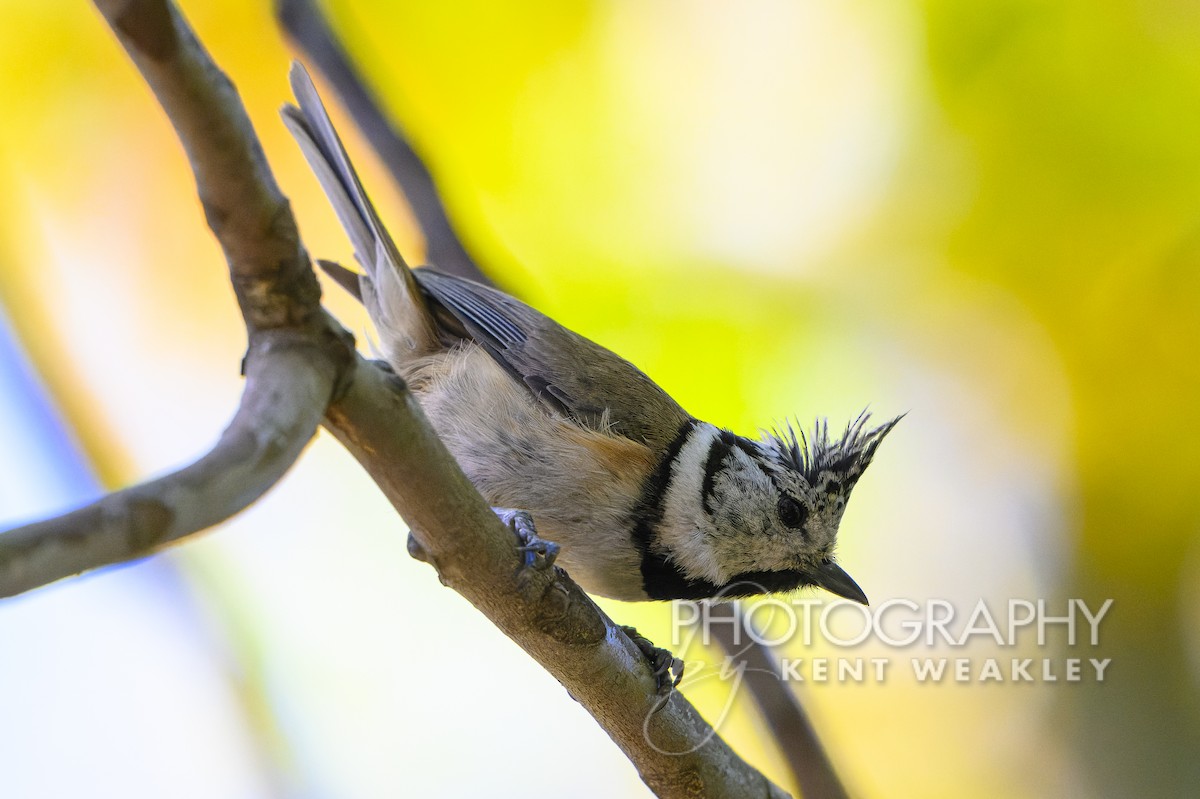 Crested Tit - ML618662568