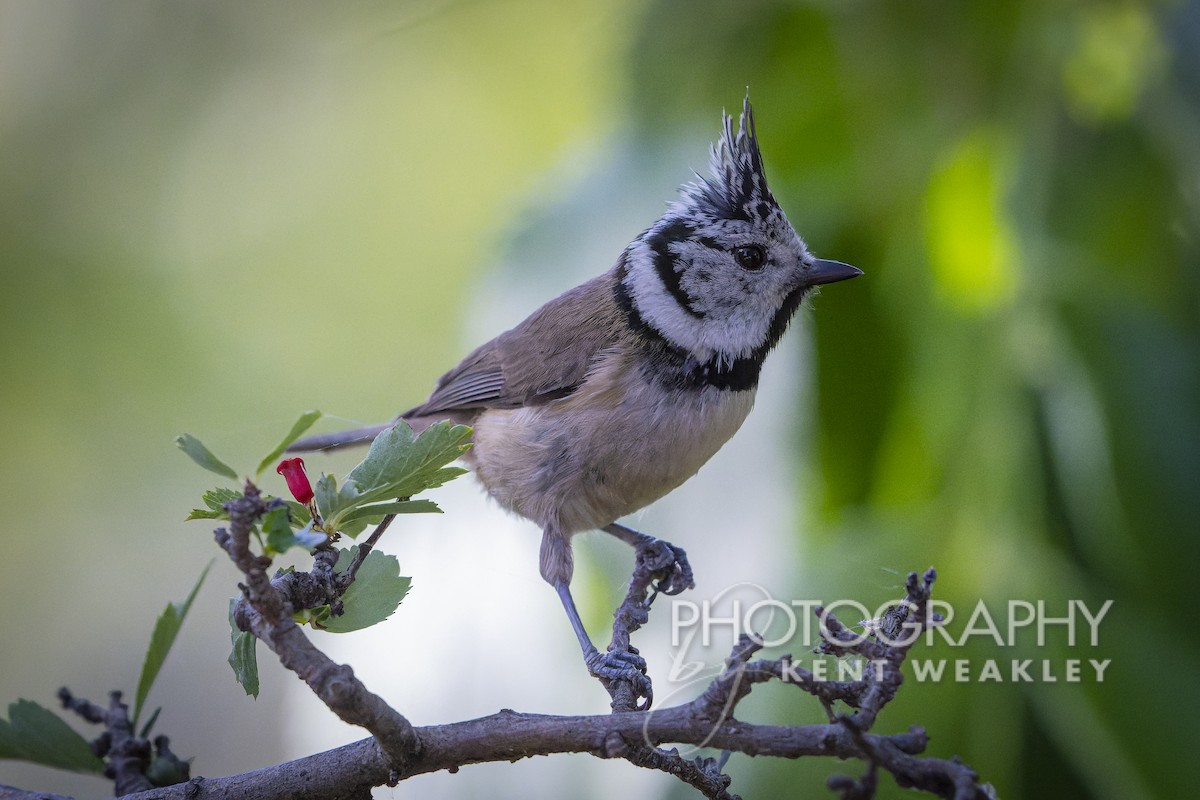Crested Tit - ML618662569