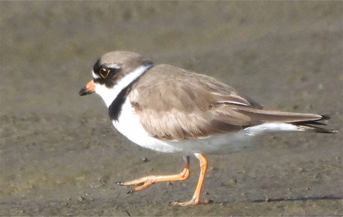 Semipalmated Plover - ML618662584
