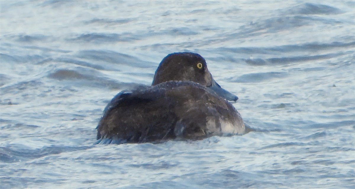 Greater Scaup - ML618662588
