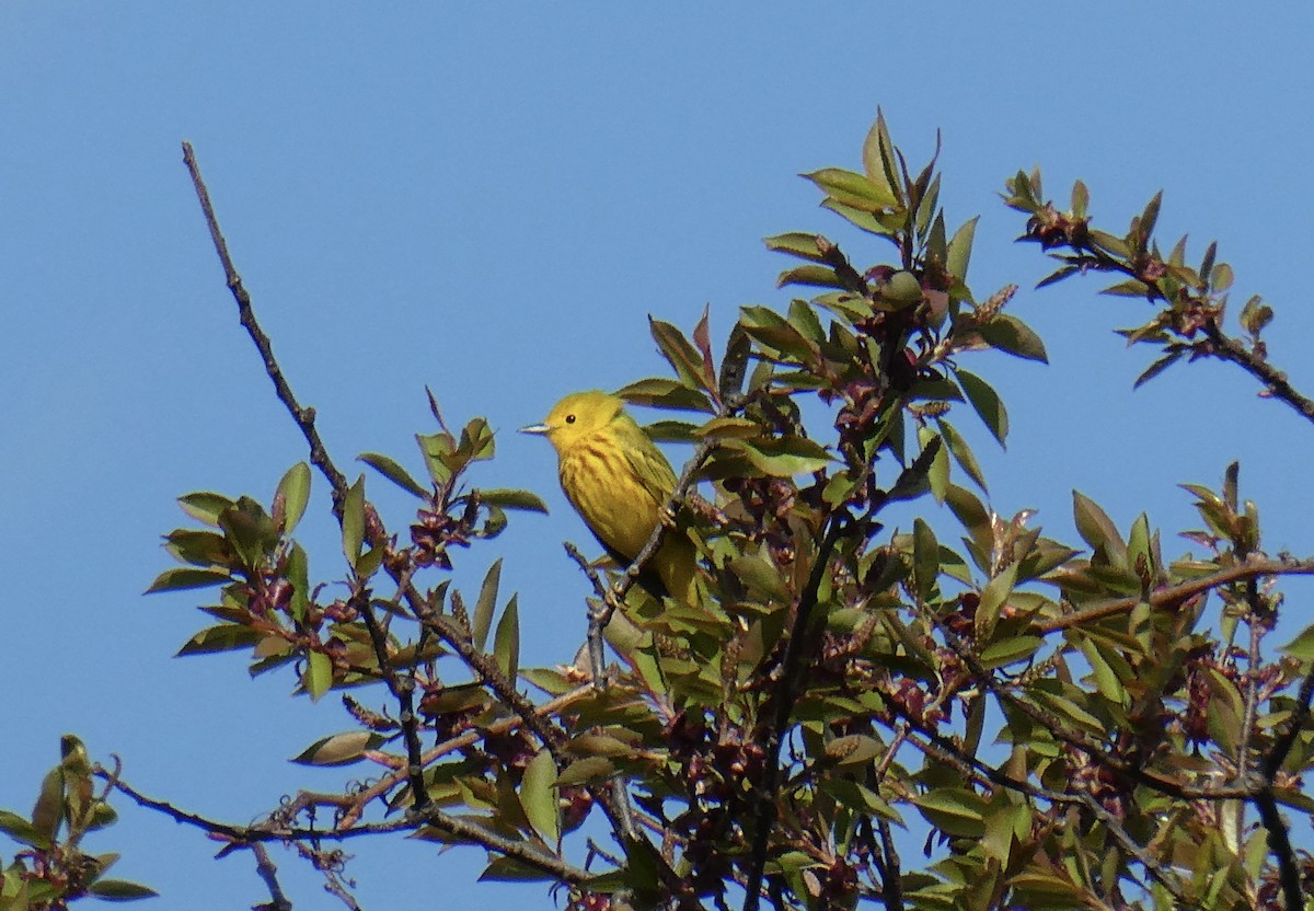 Yellow Warbler (Northern) - ML618662592
