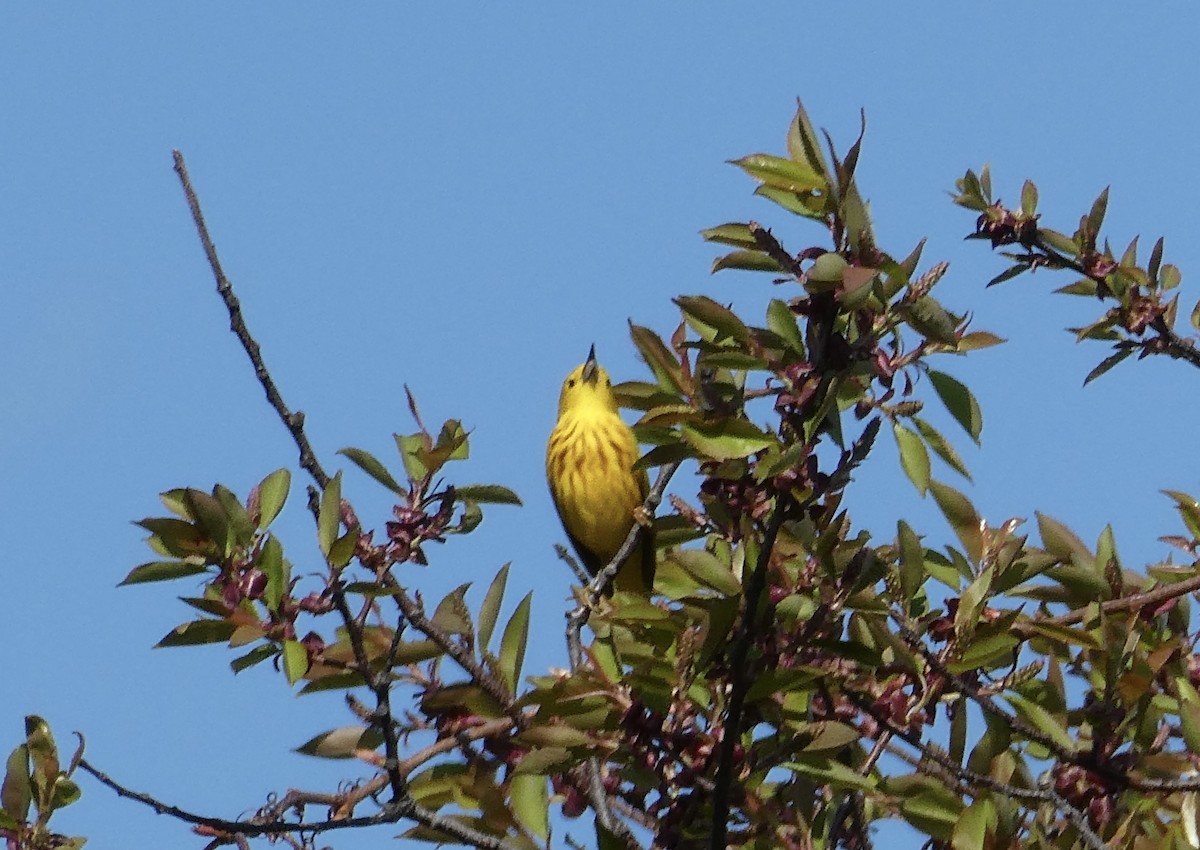Yellow Warbler (Northern) - Ron Schlegel