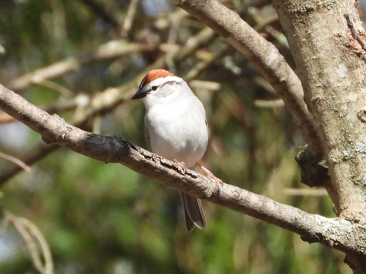 Chipping Sparrow - ML618662610