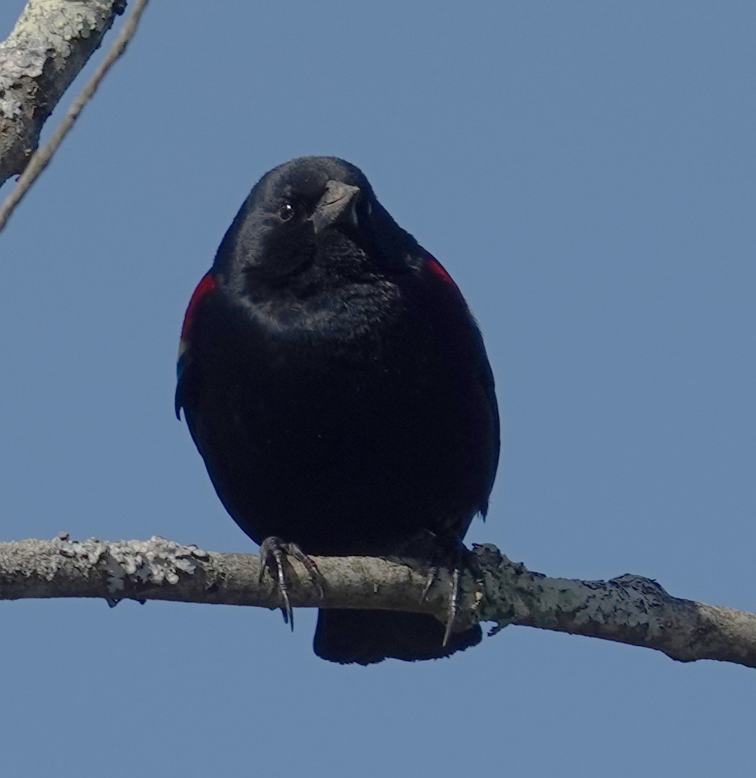 Red-winged Blackbird - ML618662612