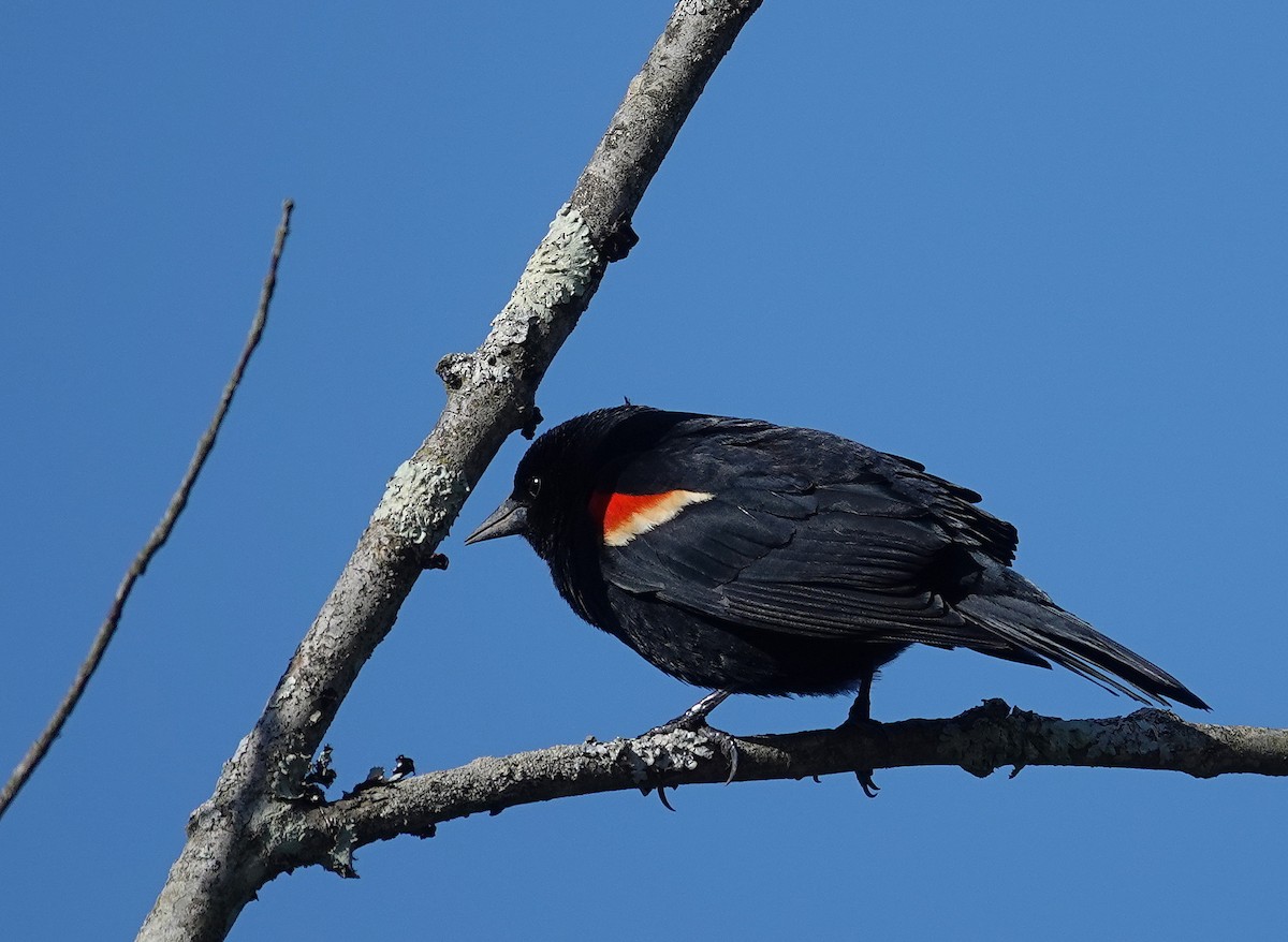Red-winged Blackbird - ML618662613