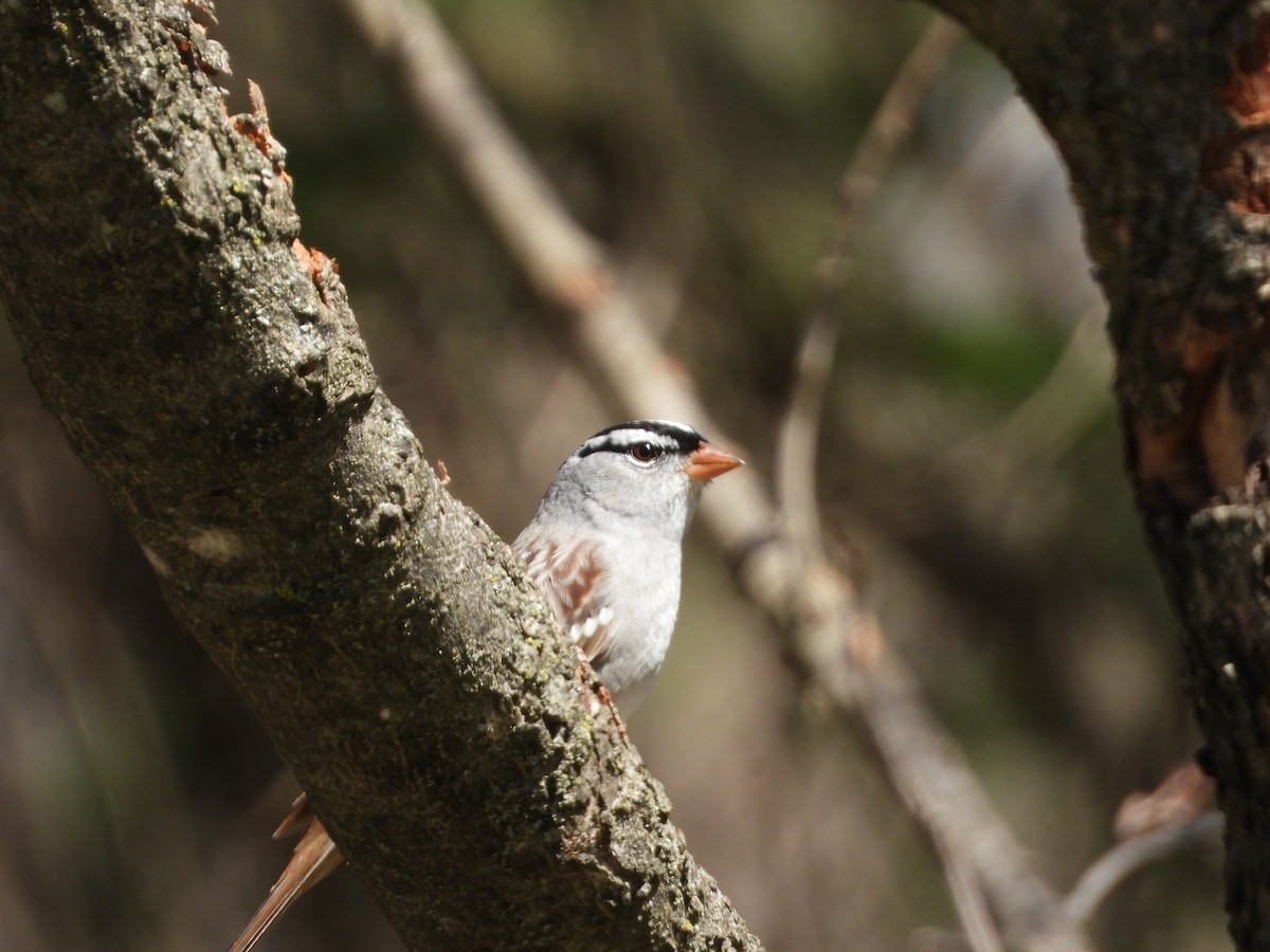 White-crowned Sparrow - ML618662631