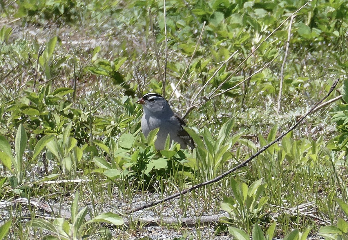 White-crowned Sparrow - ML618662640
