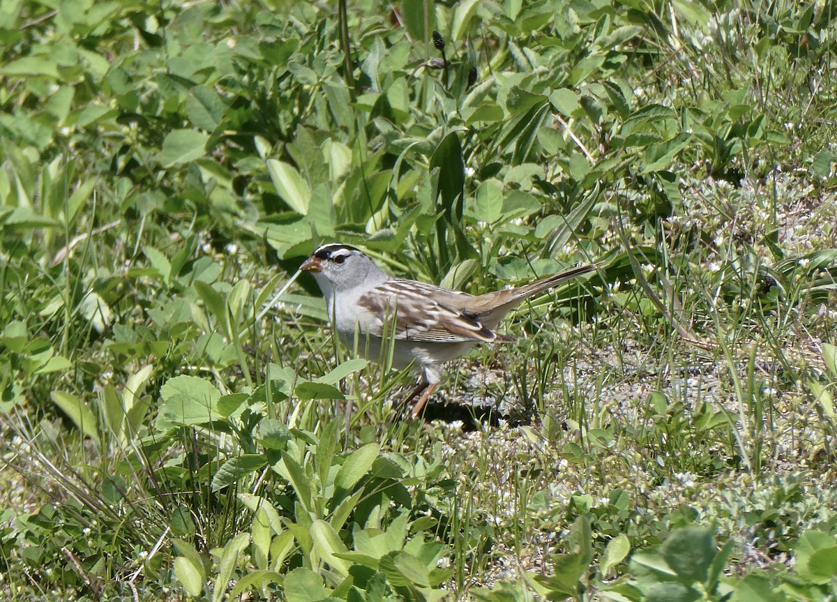 White-crowned Sparrow - ML618662644