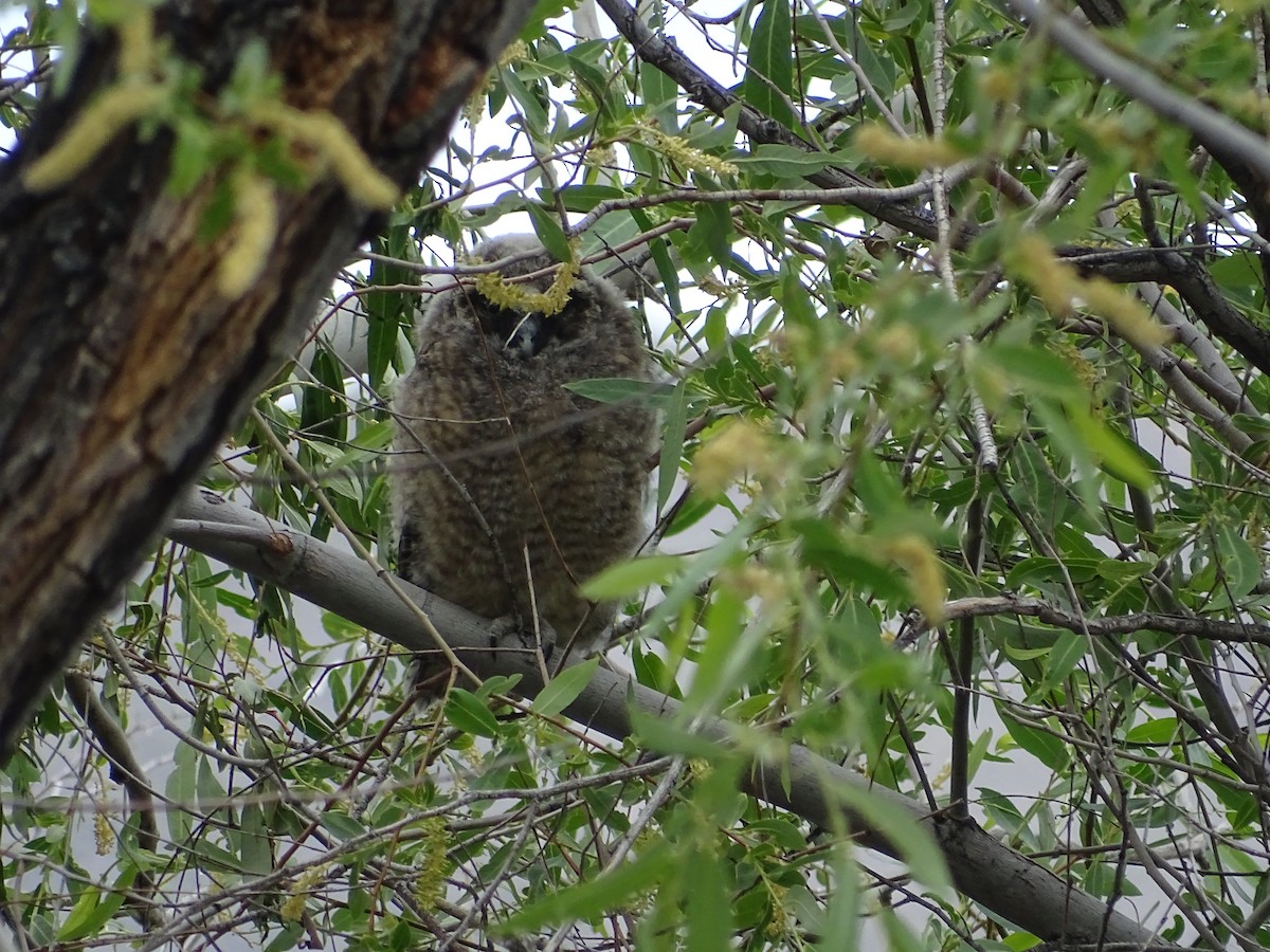 Long-eared Owl - ML618662646