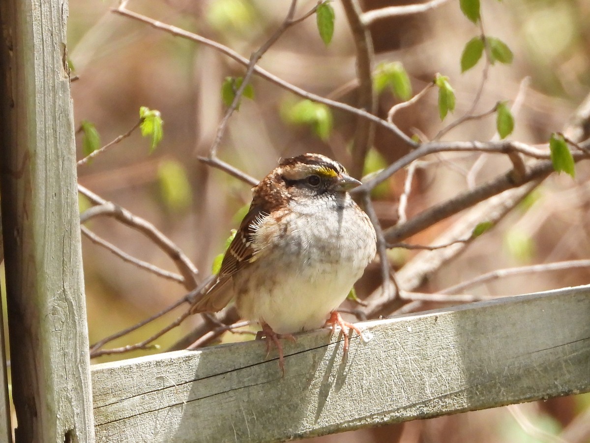 White-throated Sparrow - ML618662648