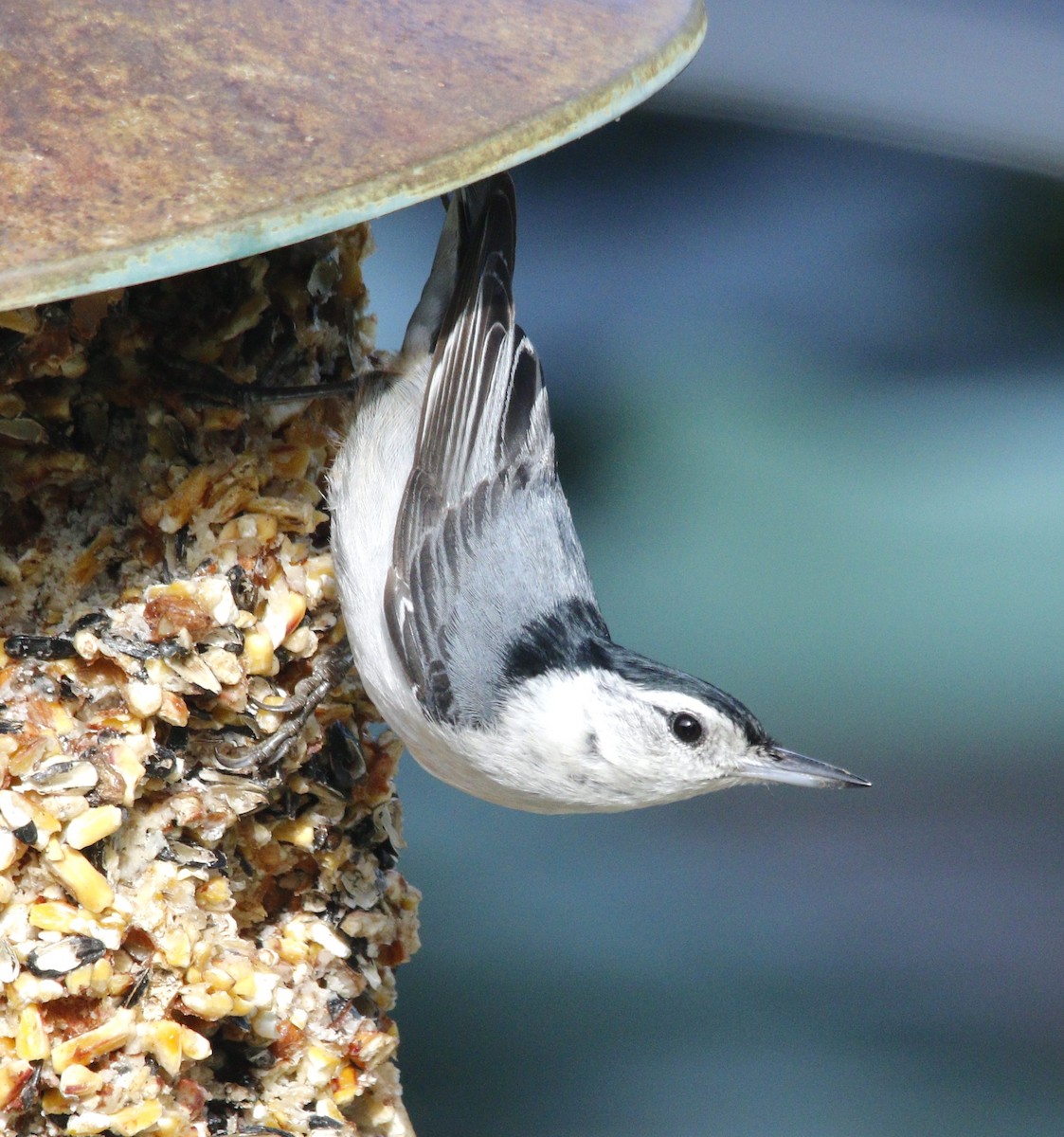 White-breasted Nuthatch - ML618662652