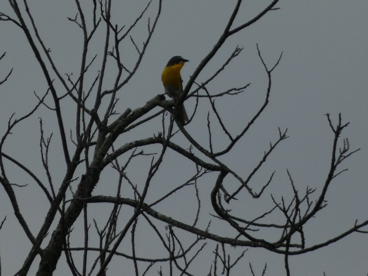 Yellow-breasted Chat - ML618662661