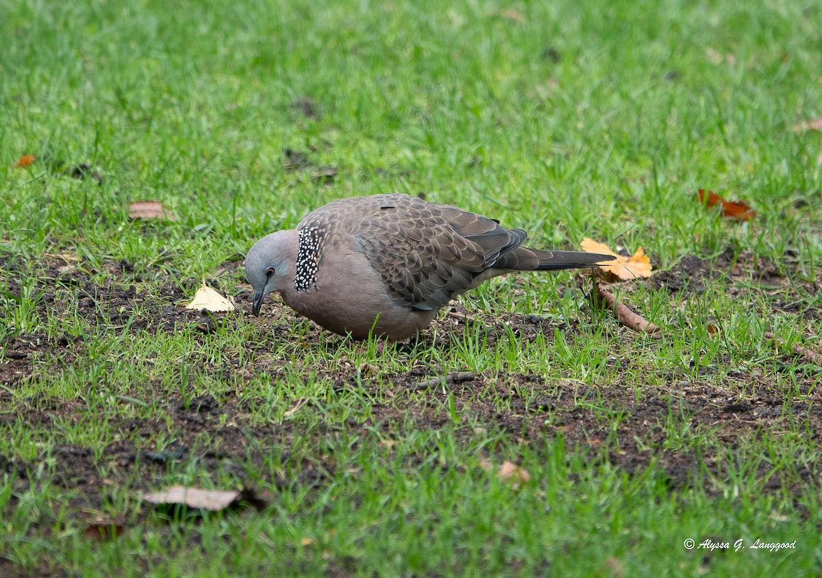 Spotted Dove - ML618662666