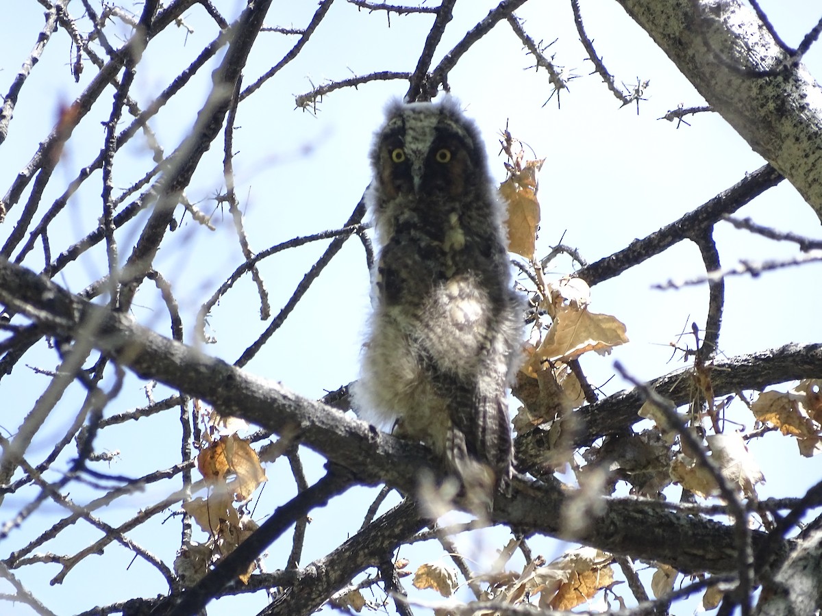 Long-eared Owl - ML618662668