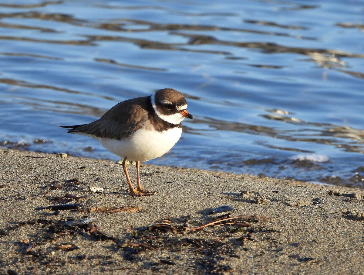 Semipalmated Plover - ML618662669