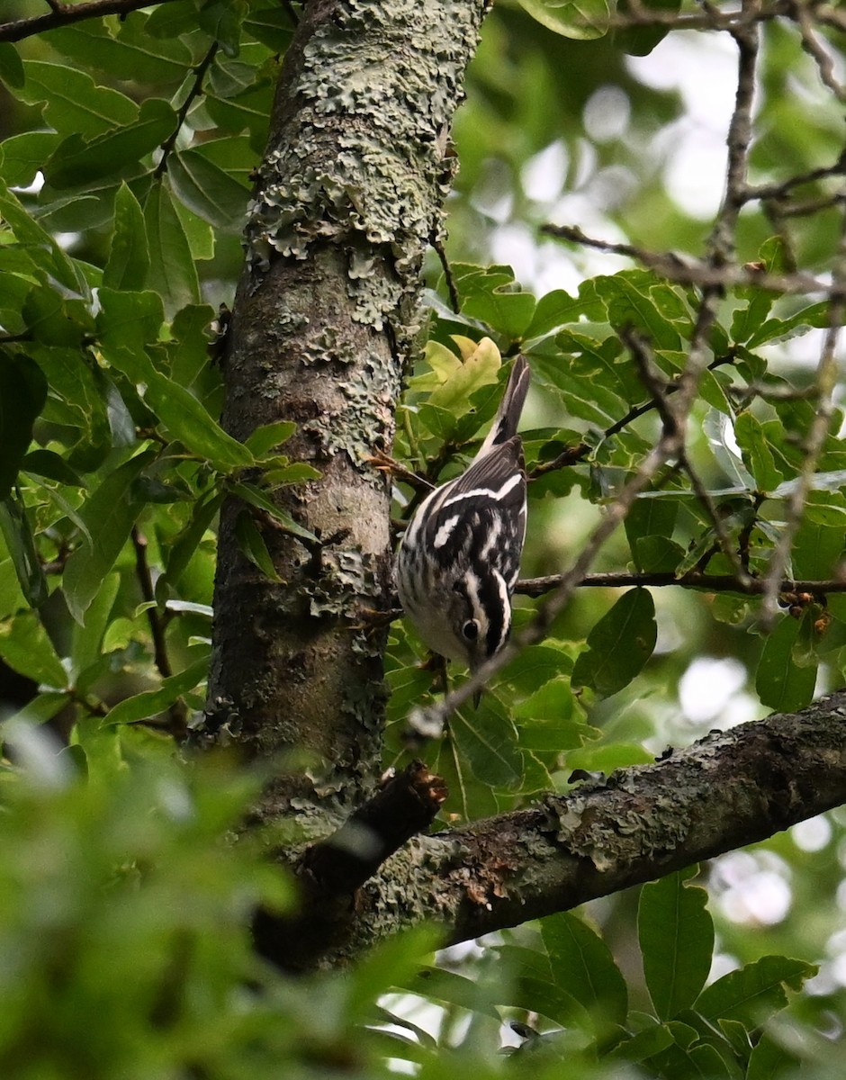 Black-and-white Warbler - Grant Foster