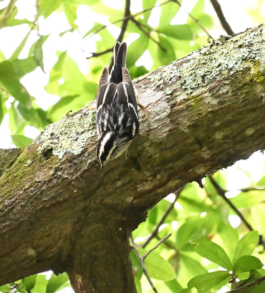 Black-and-white Warbler - ML618662688