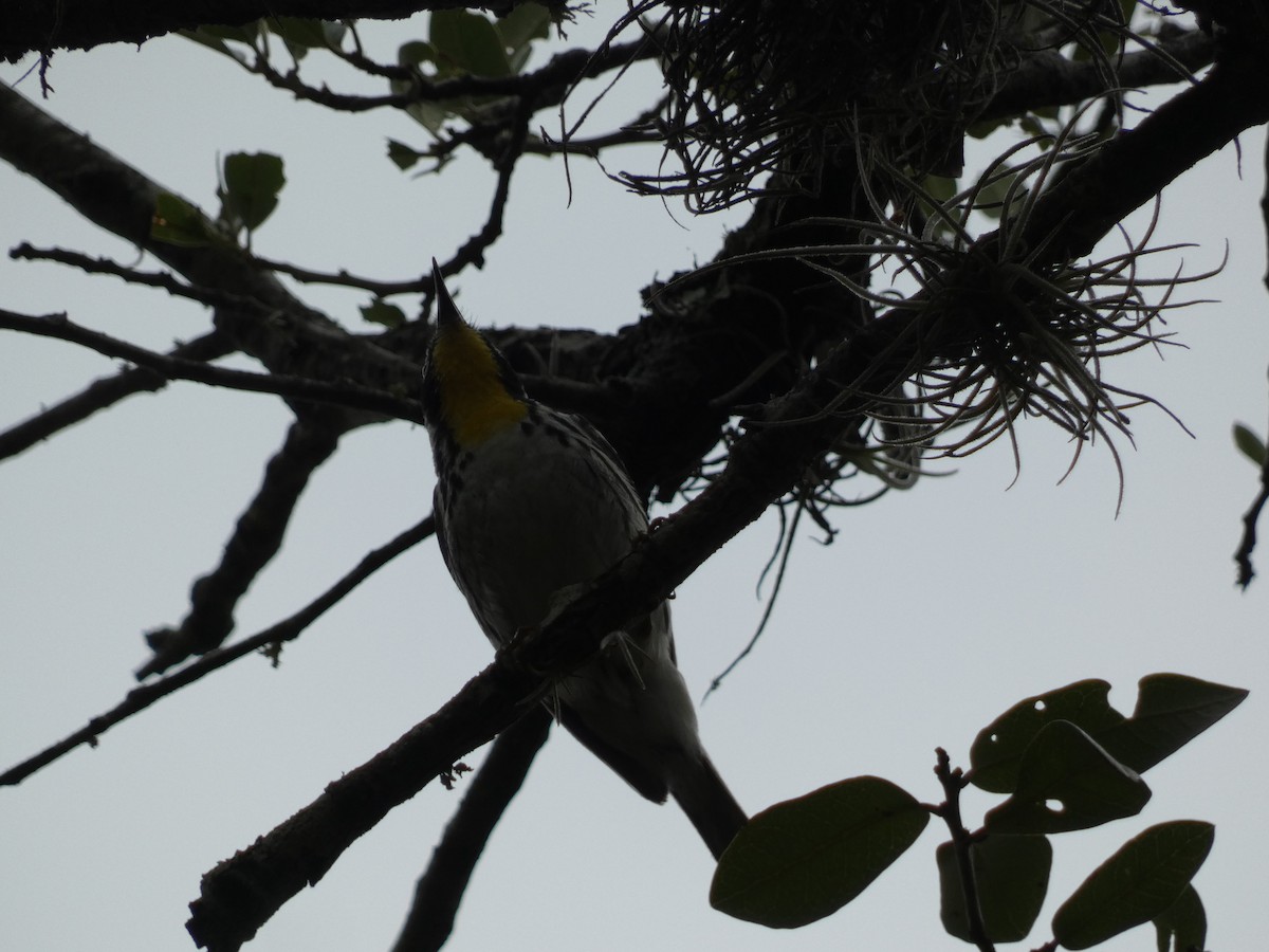Yellow-throated Warbler - ML618662713