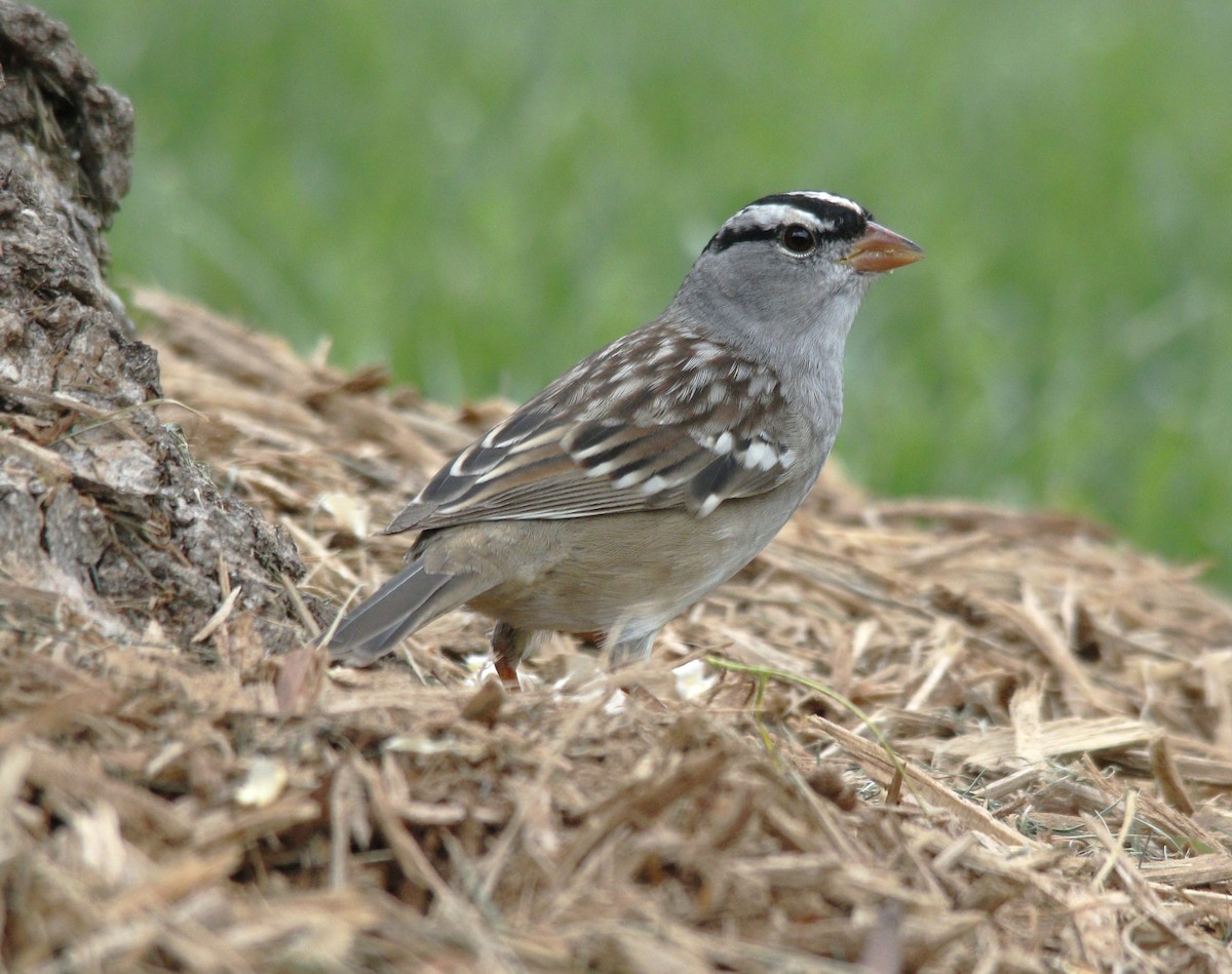 White-crowned Sparrow - ML618662718