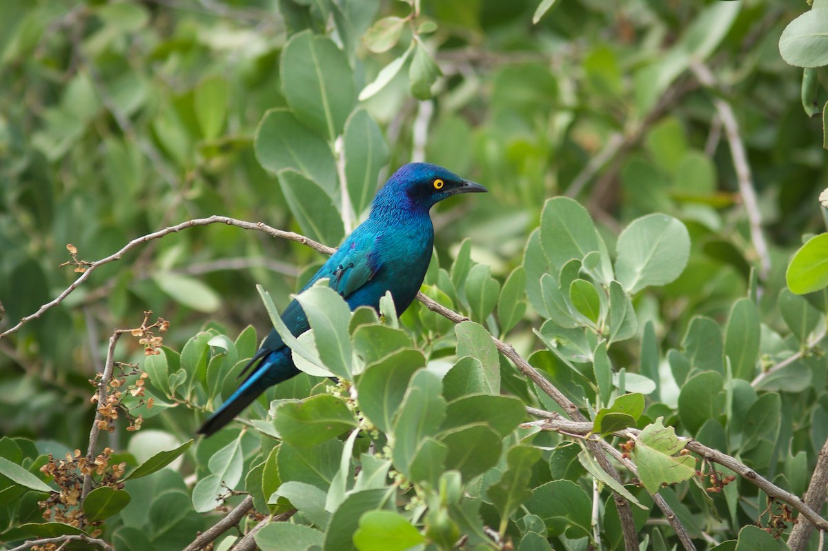 Greater Blue-eared Starling - ML618662768