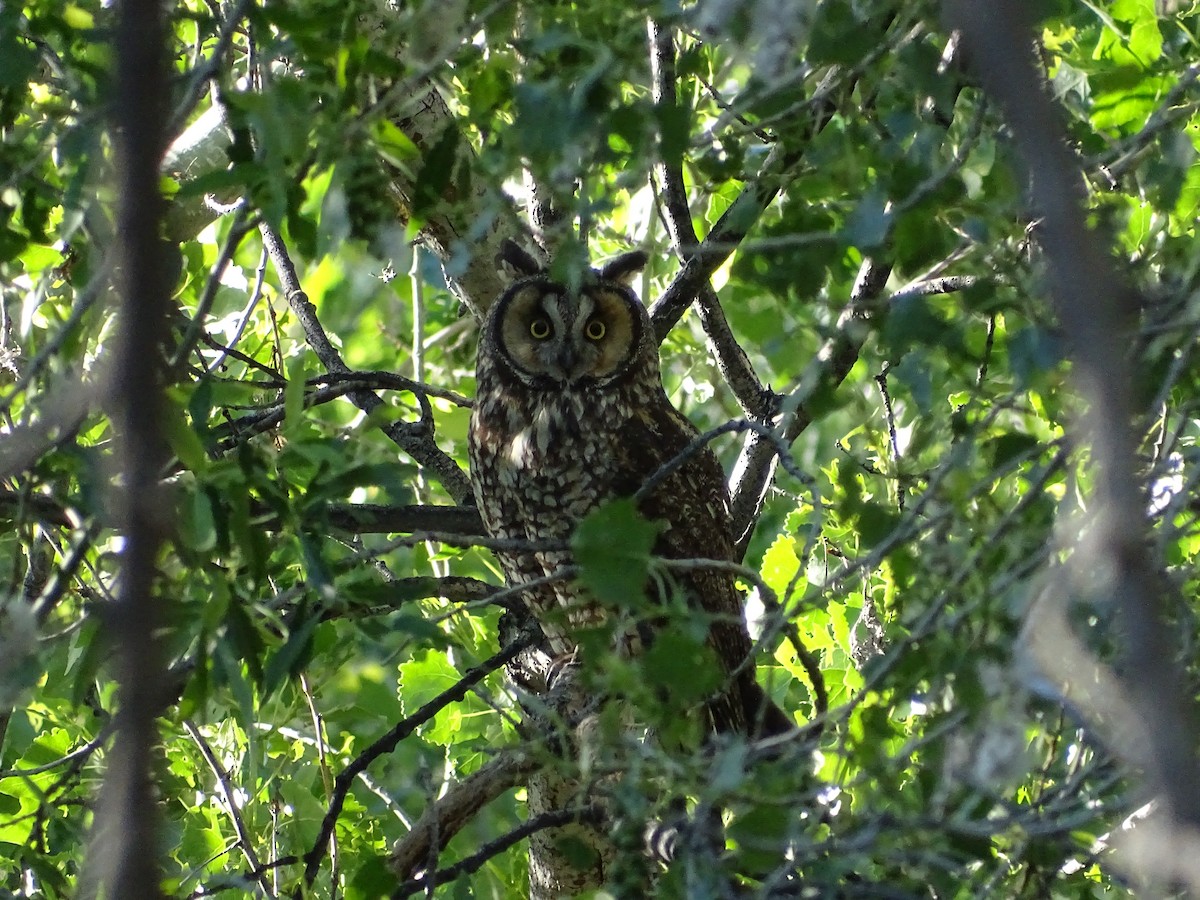 Long-eared Owl - ML618662773