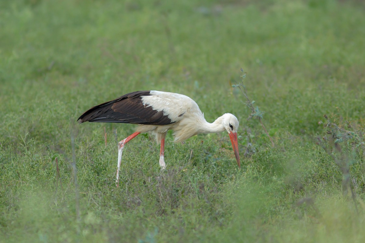 White Stork - ML618662785