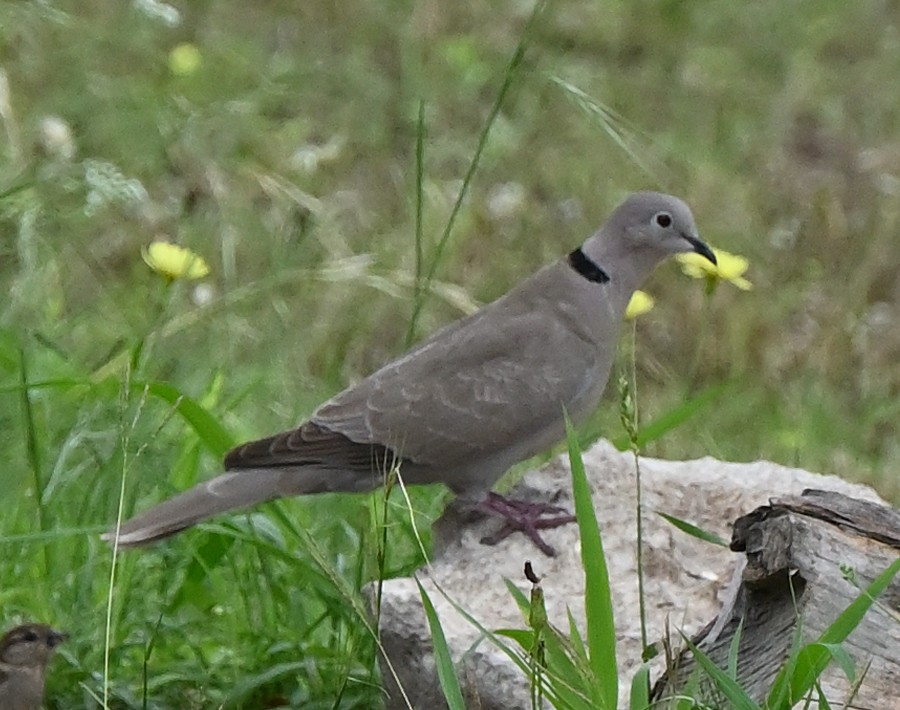 Eurasian Collared-Dove - ML618662816