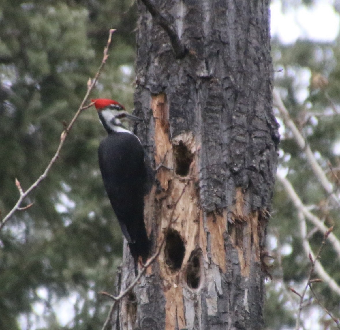 Pileated Woodpecker - ML618662821