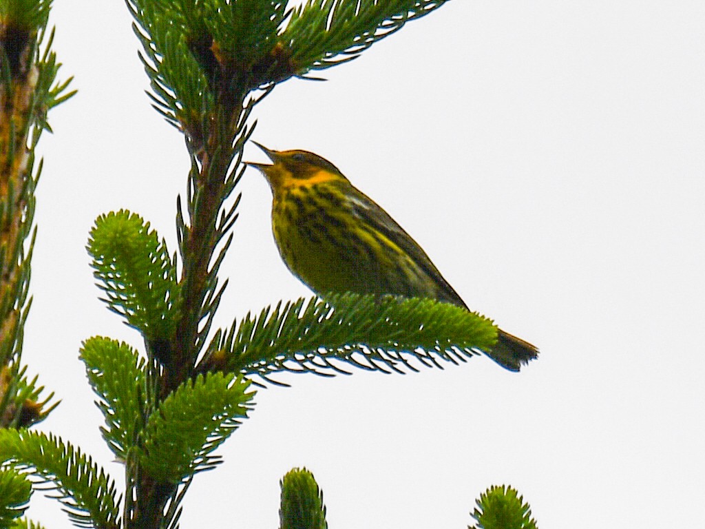 Cape May Warbler - ML618662860
