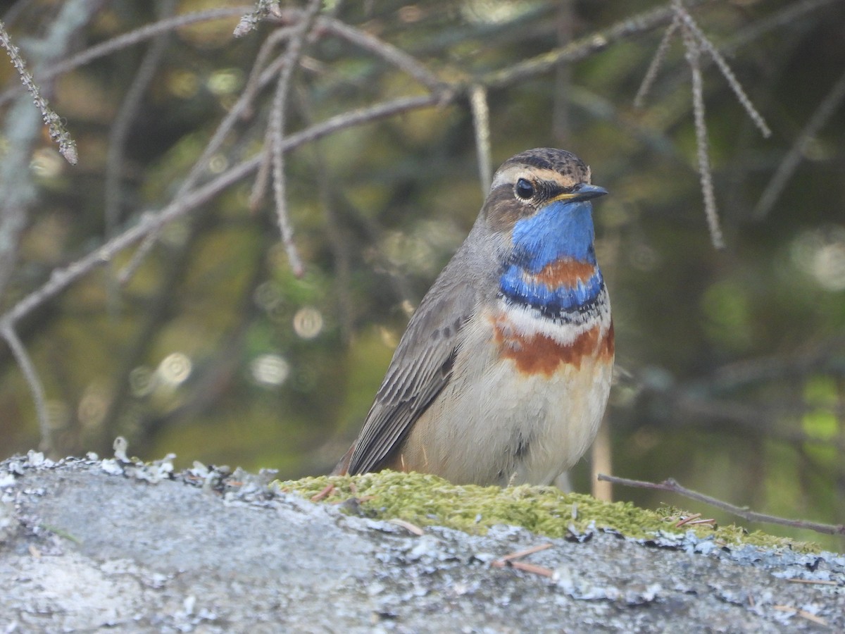 Bluethroat (Red-spotted) - ML618662877