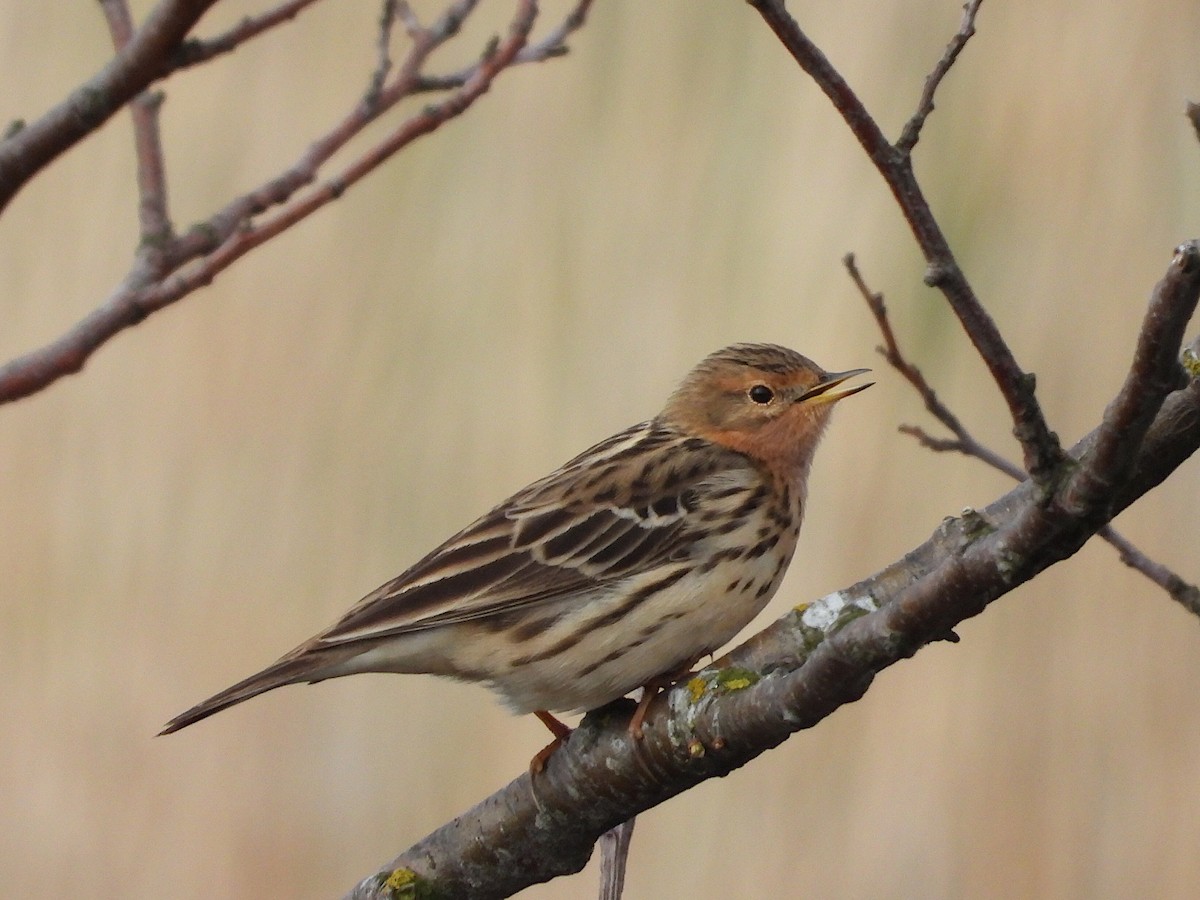 Red-throated Pipit - ML618662880