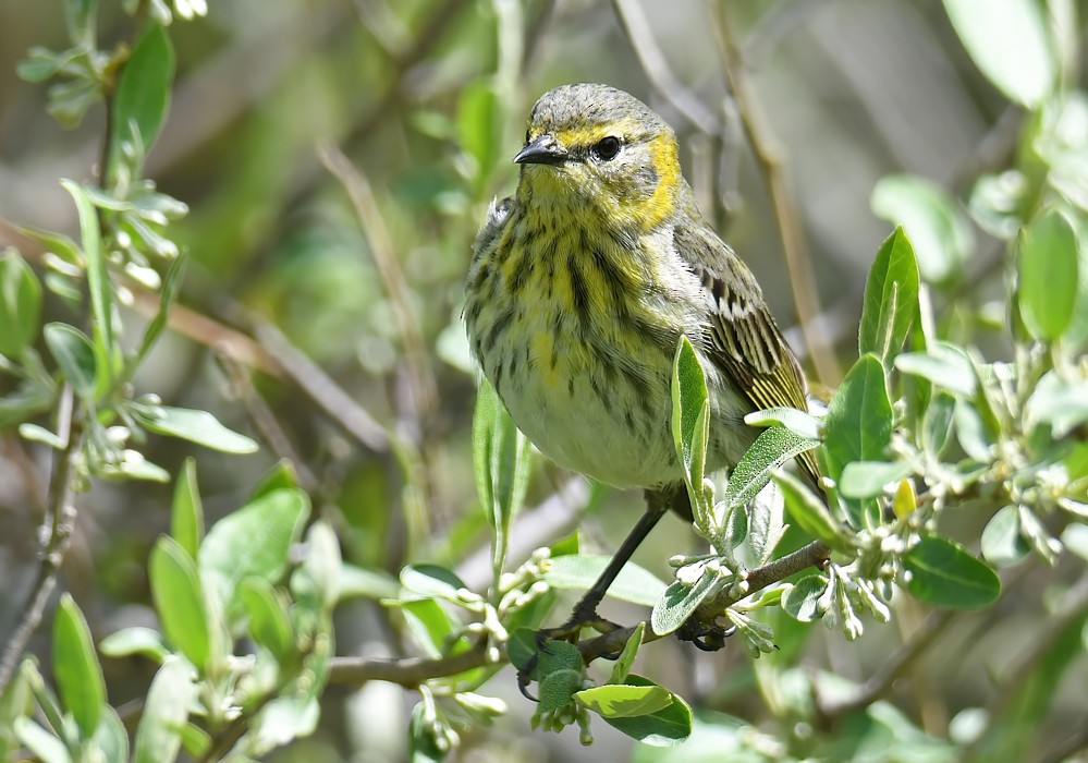 Cape May Warbler - ML618663068