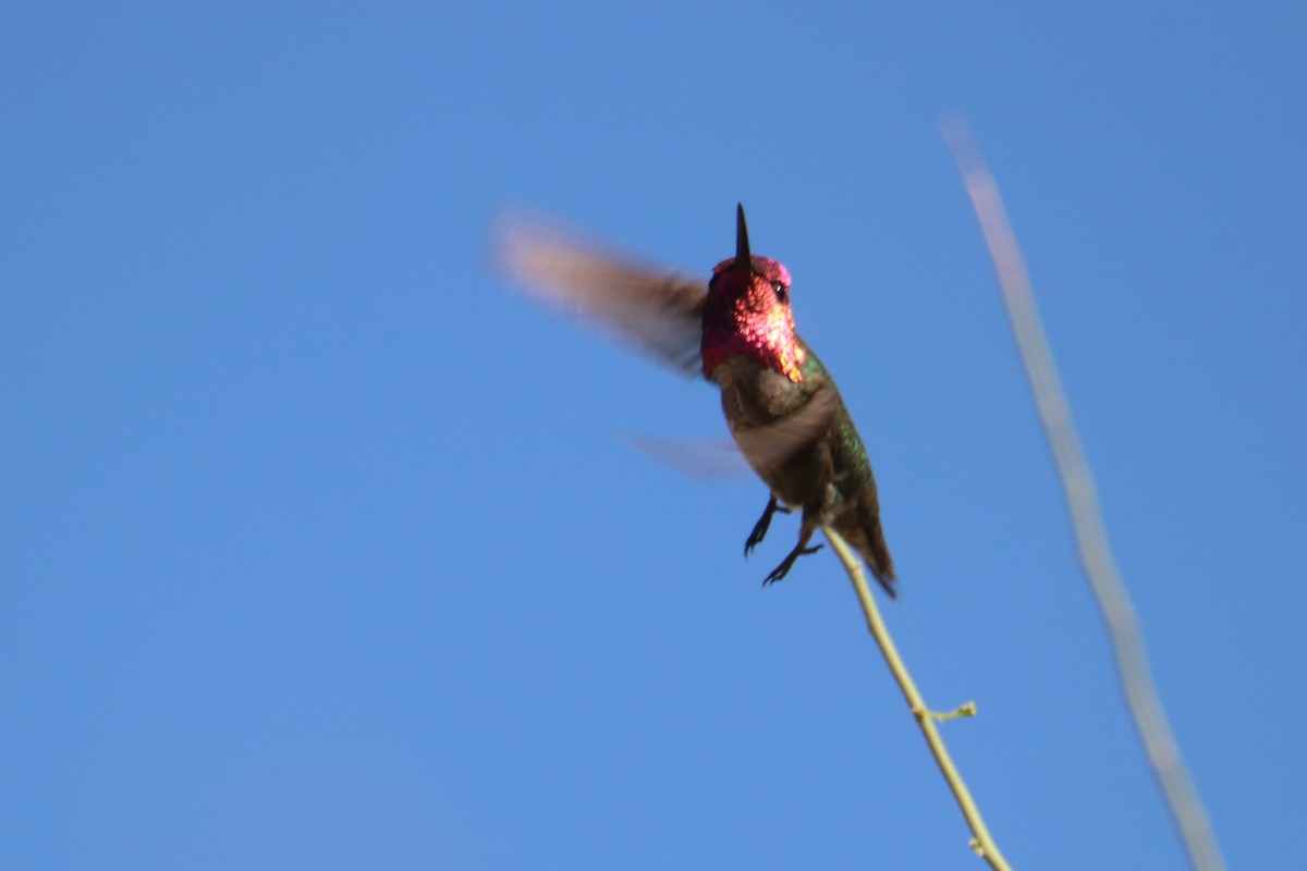 Anna's Hummingbird - Robert McCormick