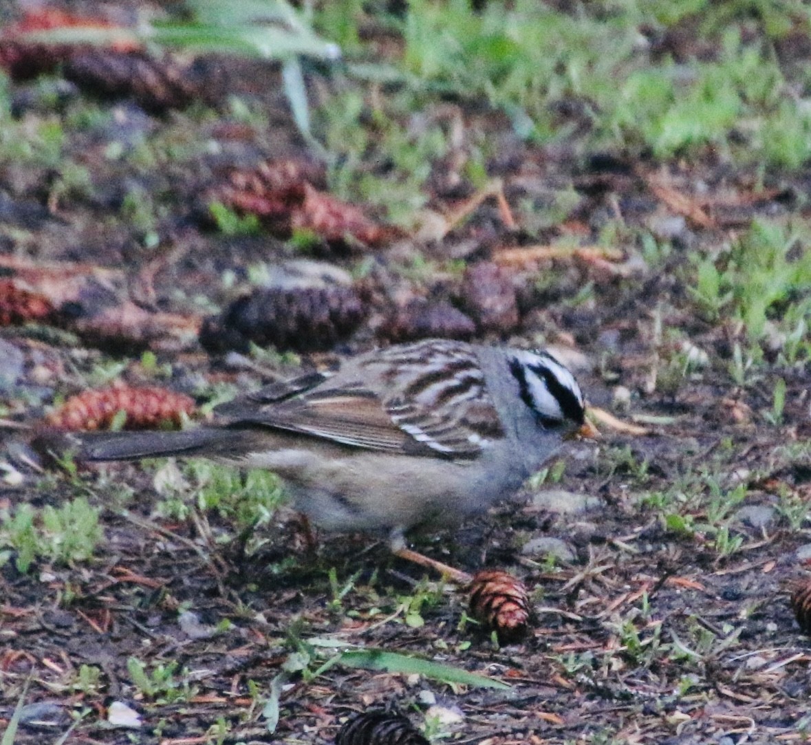 White-crowned Sparrow - ML618663127