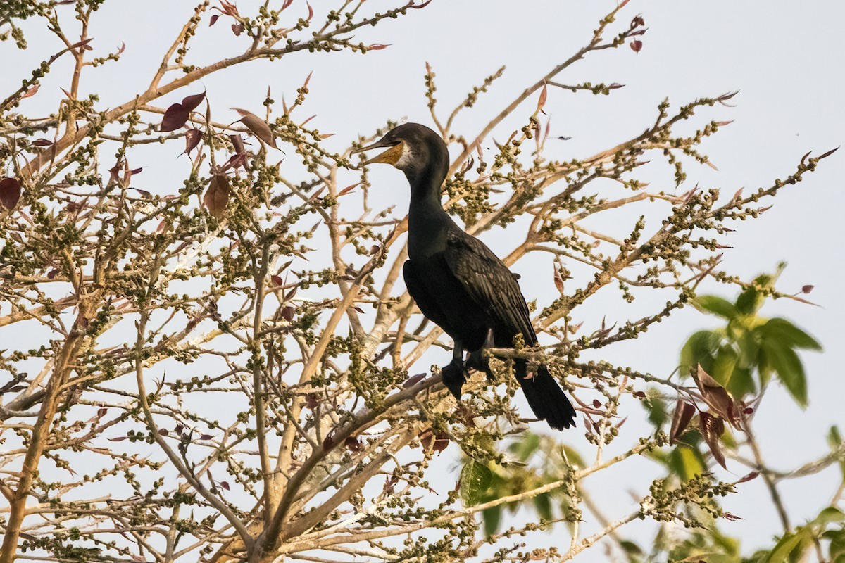 Great Cormorant - Ravi Jesudas