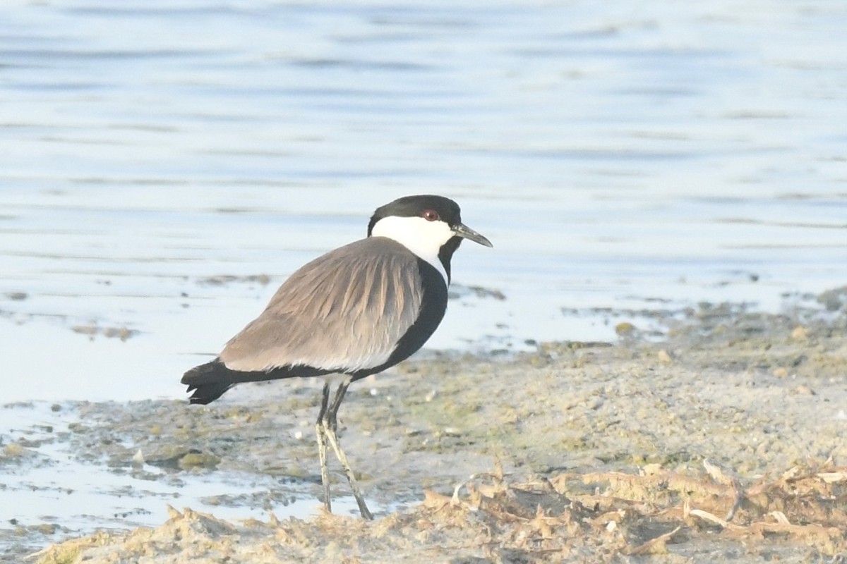 Spur-winged Lapwing - ML618663140