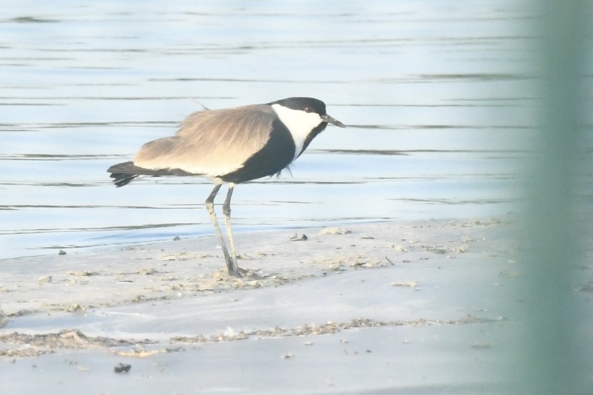 Spur-winged Lapwing - ML618663141