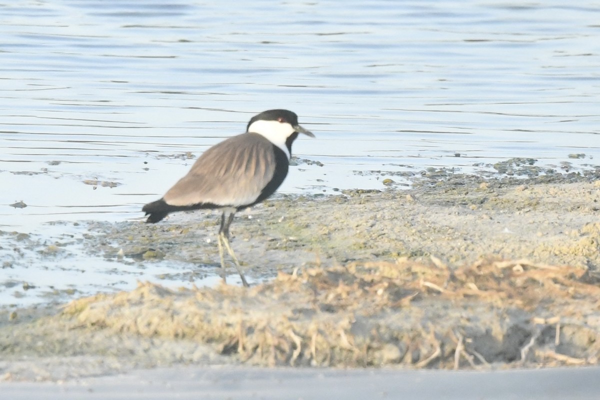 Spur-winged Lapwing - ML618663142