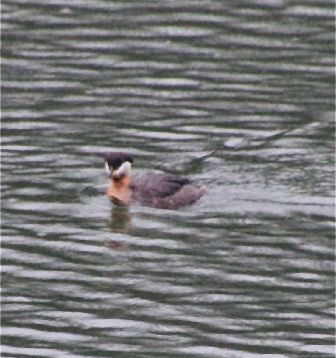 Red-necked Grebe - ML618663227