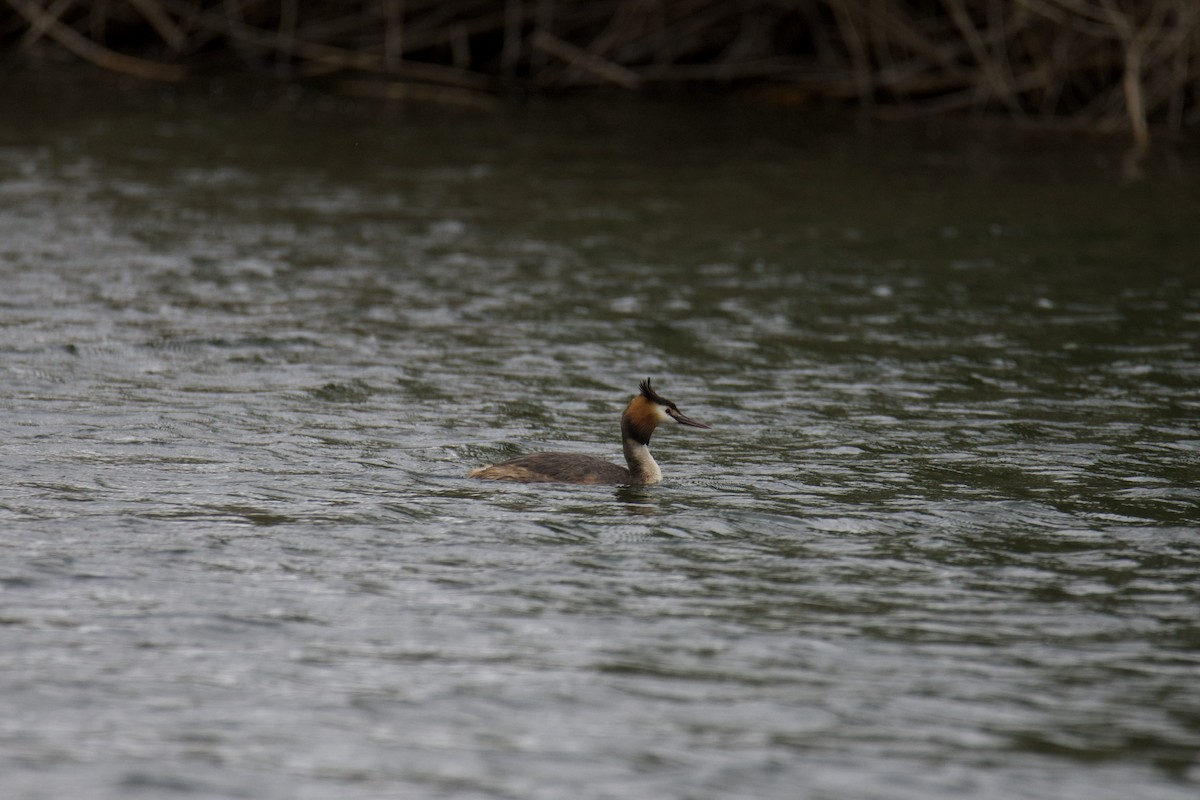 Great Crested Grebe - ML618663247