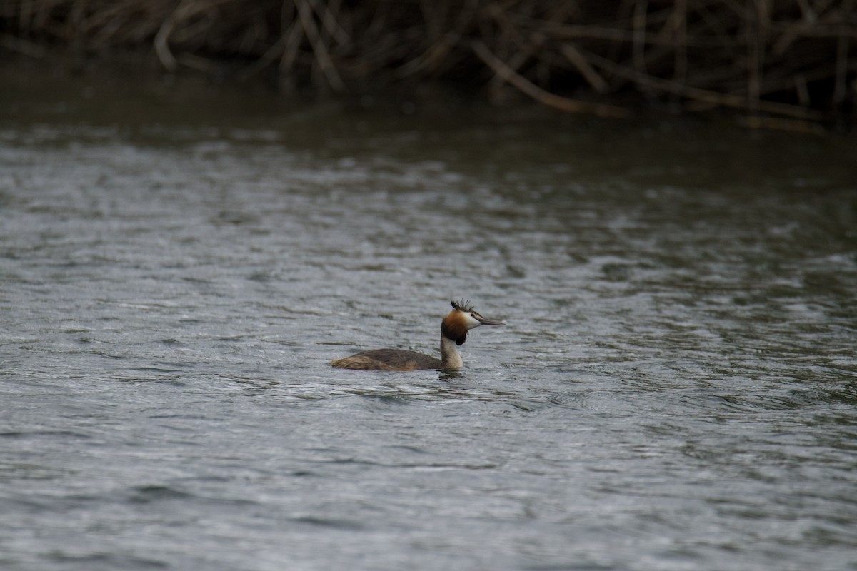 Great Crested Grebe - ML618663248