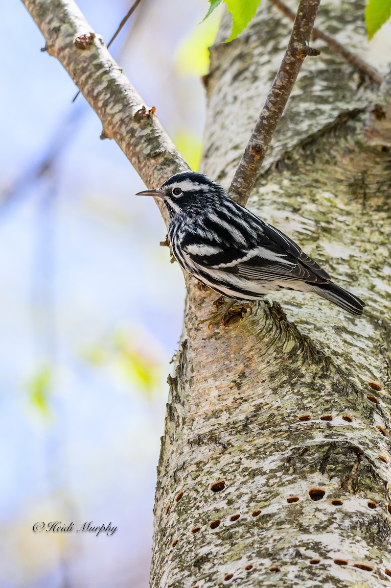 Black-and-white Warbler - ML618663256