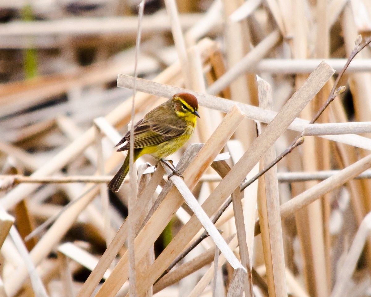 Palm Warbler - Dominic Thibeault