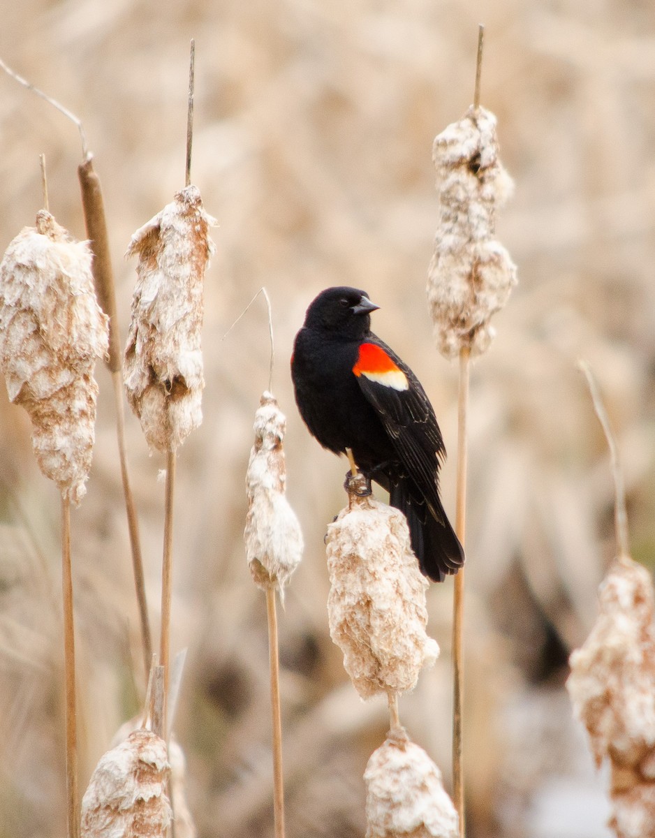Red-winged Blackbird - ML618663283