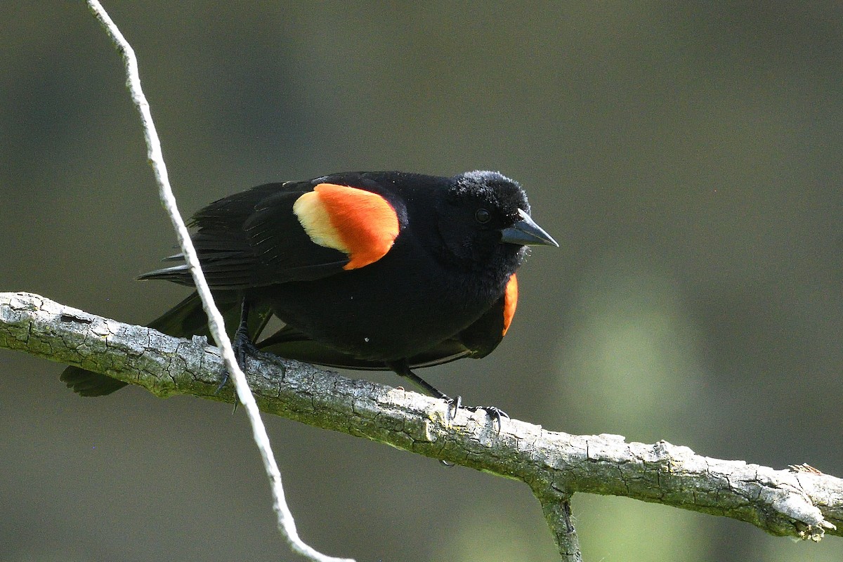 Red-winged Blackbird - ML618663284