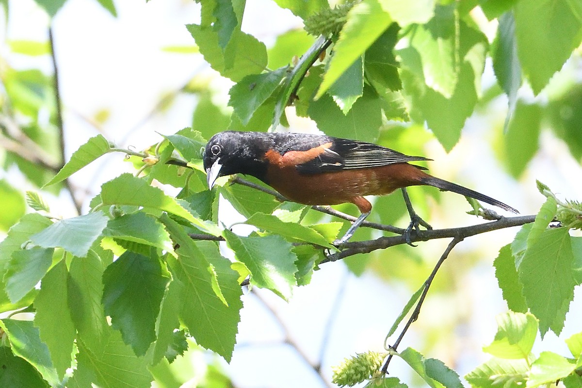 Orchard Oriole - ML618663298