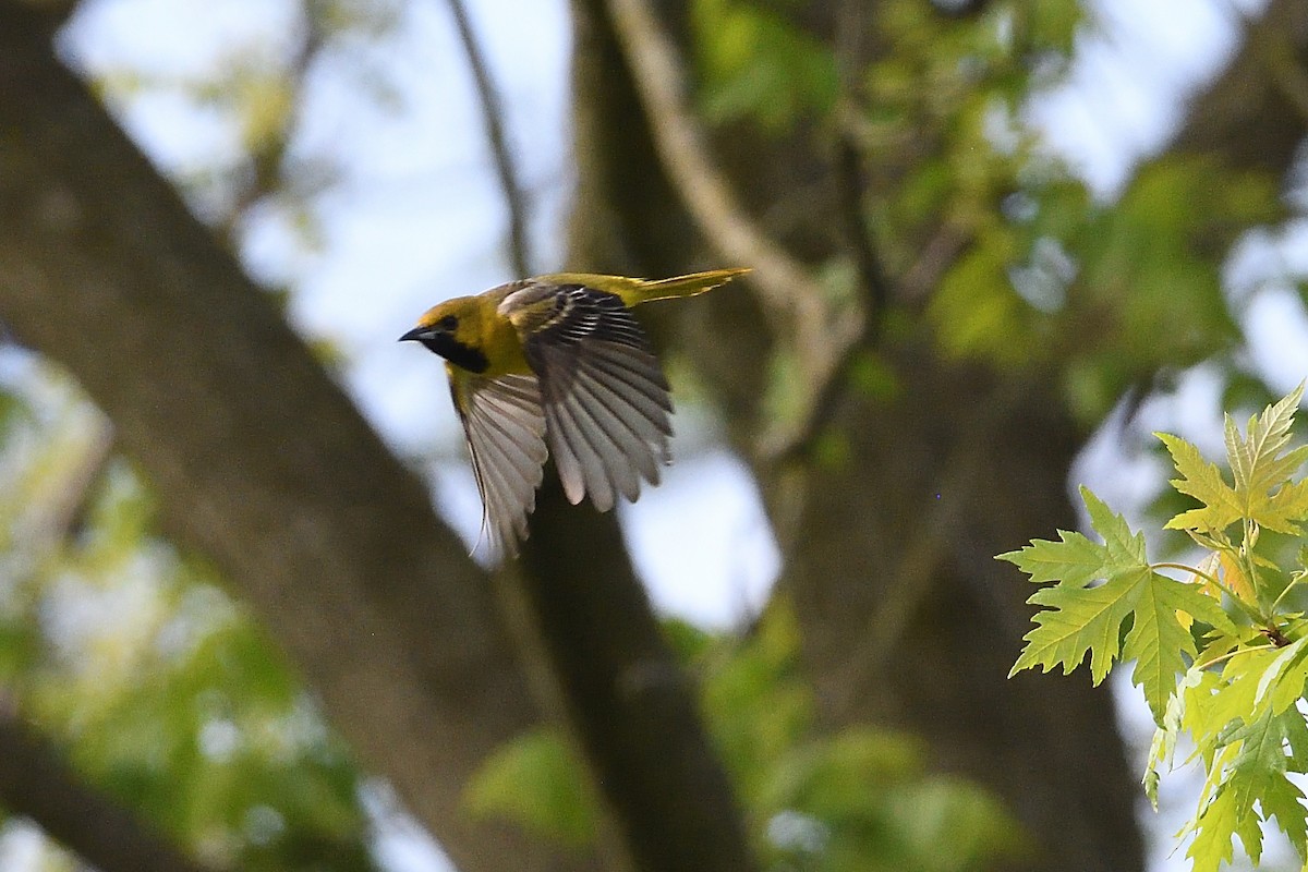 Orchard Oriole - ML618663299